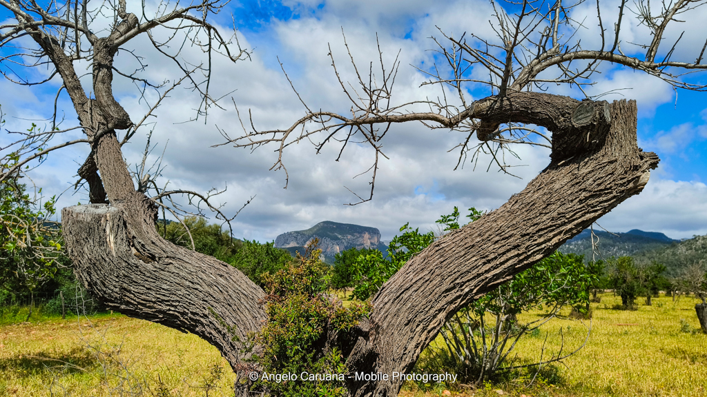 Camino de Lluc, Mallorca